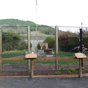Cheetah Exhibit