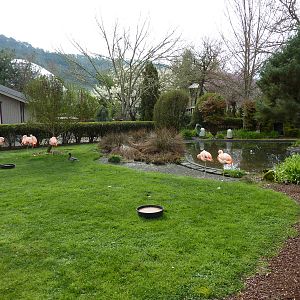 Chilean Flamingo Exhibit
