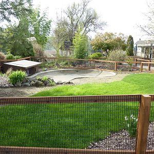 American Alligator Exhibit