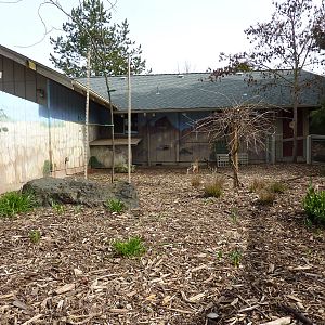 Kirk's Dik-Dik Exhibit