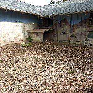 Kirk's Dik-Dik Exhibit