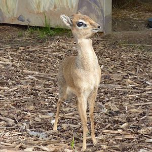 Kirk's Dik-Dik