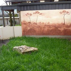 Sulcata Tortoise Exhibit