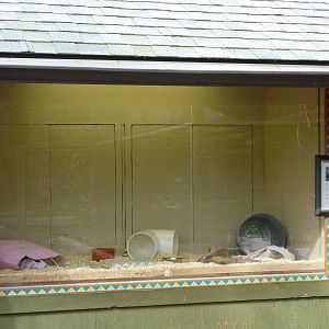 Virginia Opposum Exhibit