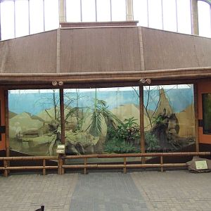 Komodo Dragon exhibit