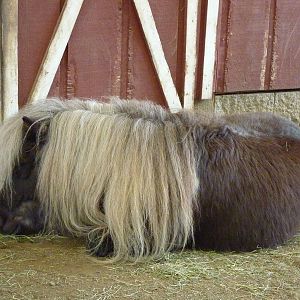 Miniature Horse