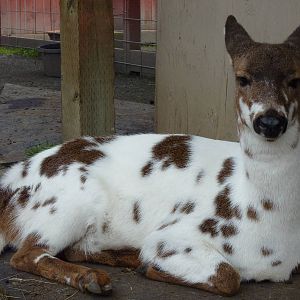 Piebald Deer