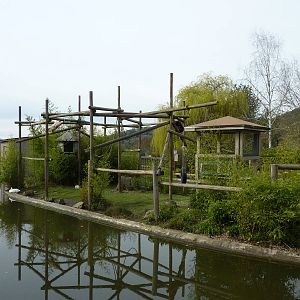 White-Handed Gibbon Exhibit