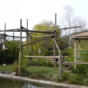 White-Handed Gibbon Exhibit