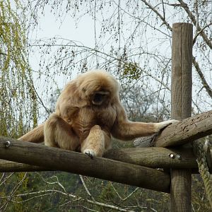 White-Handed Gibbon
