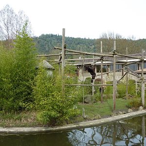 White-Handed Gibbon Exhibit