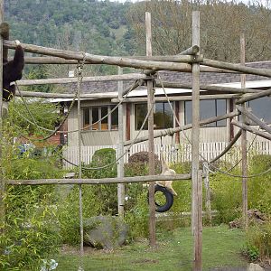 White-Handed Gibbon Exhibit