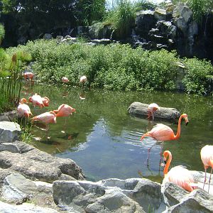 American Flamingo´s (Phoenicopterus ruber) lagoon