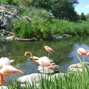 American Flamingo ´s (Phoenicopterus ruber) lagoon