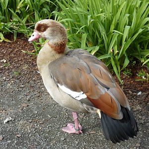 Egyptian Goose