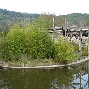 White-Handed Gibbon Exhibit