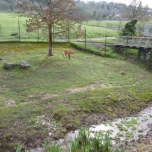 Maned Wolf/Capybara Exhibit