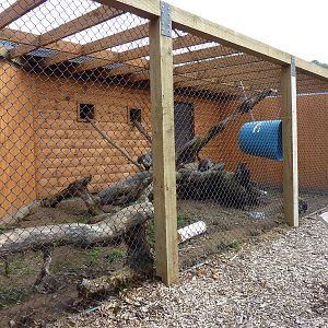 White-Nosed Coati Exhibit