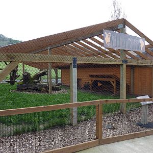 Mountain Lion Exhibit