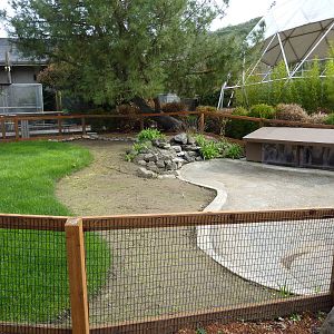 American Alligator Exhibit