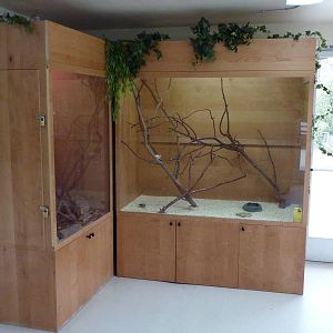 Zebra Finch Exhibit