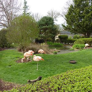 Chilean Flamingo Exhibit