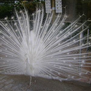 Indian Peafowl (white mutation)