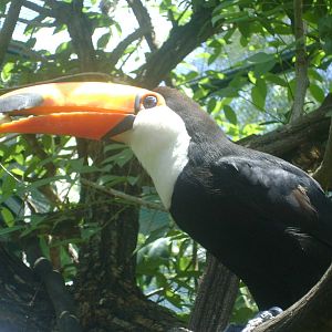 Toco Toucan