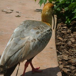 Buff-necked Ibis (Theristicus caudatus)