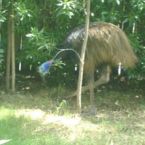 Southern Cassowary