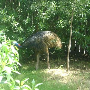 Southern Cassowary