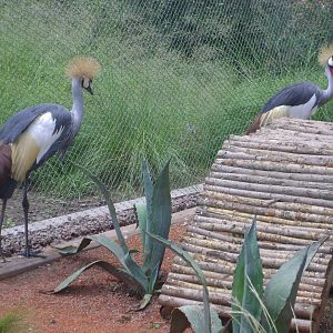 Grey Crowned Crane