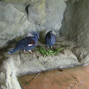 Western Crowned Pigeon