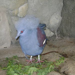 Western Crowned Pigeon