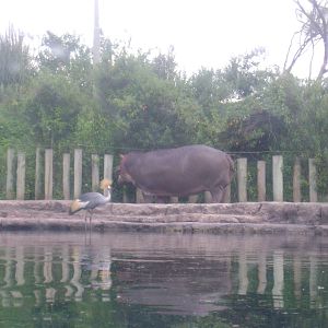 Hippopotamus amphibius