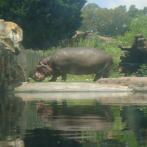 Hippopotamus amphibius