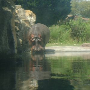 Hippopotamus amphibius