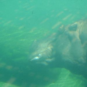 Hippopotamus amphibius