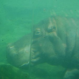 Hippopotamus amphibius