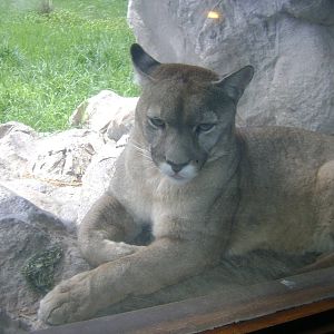 Cougar