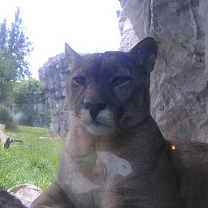 Cougar
