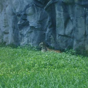 Cougar exhibit