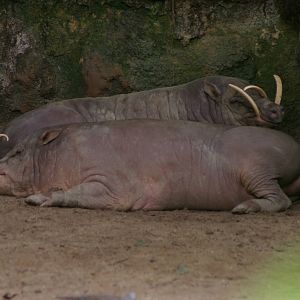 male babirusa