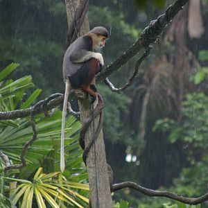 douc langur in the rain