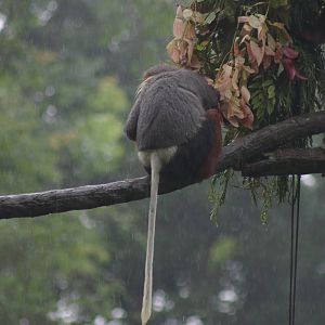 douc langur