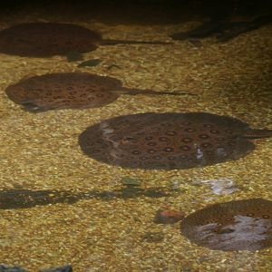 freshwater stingrays