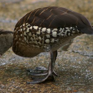 spotted whistling duck (Dendrocygna guttata)