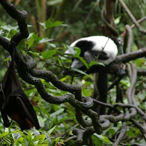 flying fox and ruffed lemur