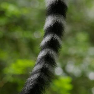 ring-tailed lemur tail