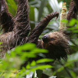 two-toed sloth